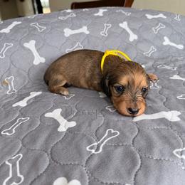 Caroline - Cream female Dachshund puppy in Molino, Florida from Dooney's Dachshunds