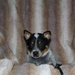Hades - Blue male Australian Cattle Dog puppy in Colbert, Oklahoma from LoveAHeeler