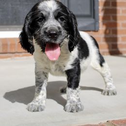 Boy 3 - Black and white English Springer Spaniel puppy in Swainsboro, Georgia from Sweet Georgia Springers