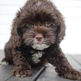 Cockapoo Puppies from Darling Doodles