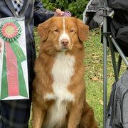 Hudson - Nova Scotia Duck Tolling Retriever
