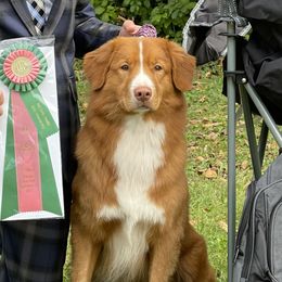 Hudson - Nova Scotia Duck Tolling Retriever