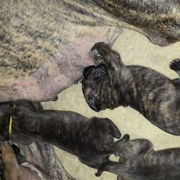 Doberman Pinscher and Great Dane Puppies from Draggin Dobermans & Great Danes