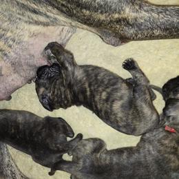 Doberman Pinscher and Great Dane Puppies from Draggin Dobermans & Great Danes