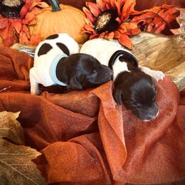 German Shorthaired Pointer Puppies from The W5 Ranch
