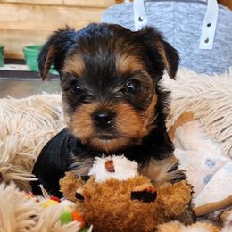 Yorkshire Terrier Puppies from Mullet Yorkies