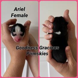 Ariel - Black and white female Pomsky puppy in Lyons, Nebraska from Goodness Gracious Pomskies