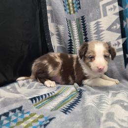 Buster - Red merle male Border Collie puppy in Gary, Indiana from Lake Ridge Border Collies