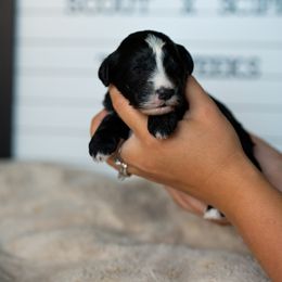 Labrador Retriever and Portuguese Water Dog Puppies from Hilltop Portuguese Water Dogs