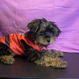 Girl 3 - Black and gold female Yorkshire Terrier puppy in Marion, Indiana from Thomas Terriers