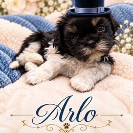 Arlo - Black and white male Shih Tzu puppy in Montgomery, Texas from Furbourne Farm