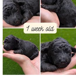 Cherry Garcia - Black female Goldendoodle puppy in Flagstaff, Arizona from Pat's Poodle Pups & Moore