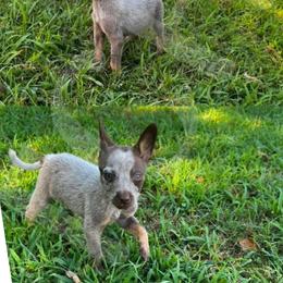 Australian Cattle Dog Puppies from Twisted C Heelers