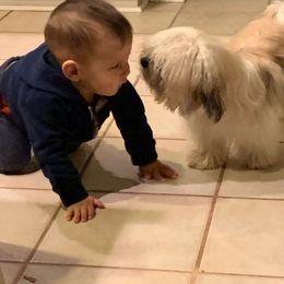 Havanese All Grown Up from Jacqueline Carney