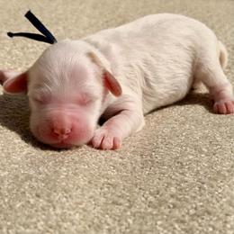Granger (black collar) - Parti male Goldendoodle puppy in Blanchard, Oklahoma from Dream Doodles by Dondi