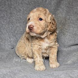 LO'AK - Buff and white male Cockapoo puppy in Cleveland, Georgia from Jam's Doodles And Poodles