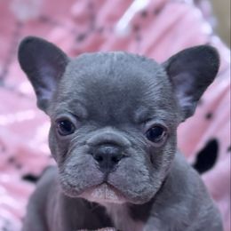 Bleu - Blue male French Bulldog puppy in Saint Augusta, Minnesota from Phillips Frenchies
