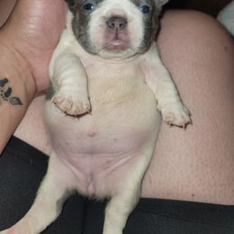 French Bulldog Puppies from Culichitown Frenchies