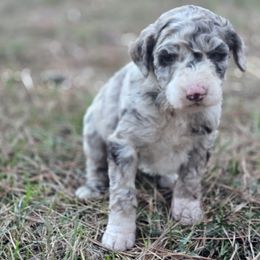 Boy 1 - Aussiedoodle puppy from Feather Branch Farm and Kennel