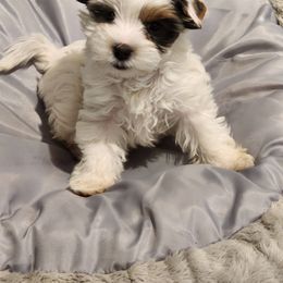 Biewer Terrier Puppies from Little Gems Biewer Terriers