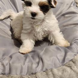 Biewer Terrier Puppies from Little Gems Biewer Terriers