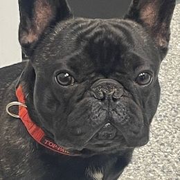 Duncan - French Bulldog