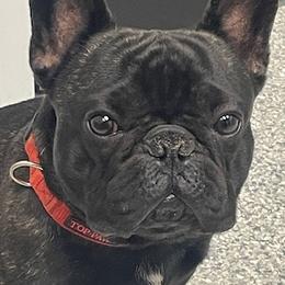 Duncan - French Bulldog