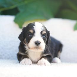 Clover - Tri-color female Bernedoodle puppy in Spokane, Washington from Lilac City Doodles