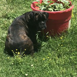 Boxers and French Bulldogs from Blissful Euro Boxers & French Bull Dogs