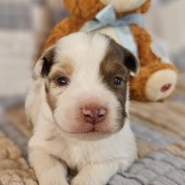 Miniature Australian Shepherd Puppies from Wee Aussies