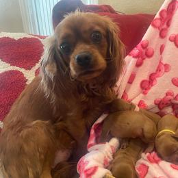 Piper - Cavalier King Charles Spaniel