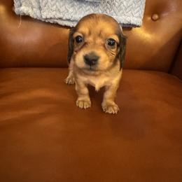 Girl 5 - Sable female Dachshund puppy in Stilwell, Oklahoma from Starr Springs Doxies