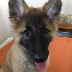 Belgian Tervuren Puppies from Aerglo Kennels