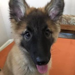 Belgian Tervuren Puppies from Aerglo Kennels
