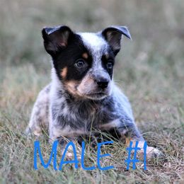 Australian Cattle Dog Puppies from Cowboy Tuff Stock Dogs