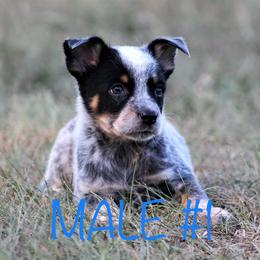 Australian Cattle Dog Puppies from Cowboy Tuff Stock Dogs