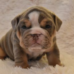 English Bulldog Puppies from Raise The Woof Bulldogs