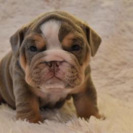 English Bulldog Puppies from Raise The Woof Bulldogs