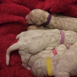 Poodle Puppies from Barbi's Standards
