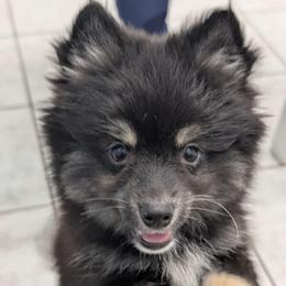 Nova - Tri-color female Pomsky puppy in Temple, Texas from Lone Star Pomsky