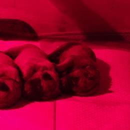 Mick (blue) - Fawn male Mastiff puppy in Conroe, Texas from Southern Star English Mastiffs