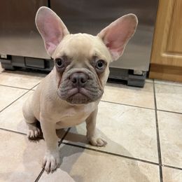 Enzo - French Bulldog puppy in Florida from Springs Frenchies