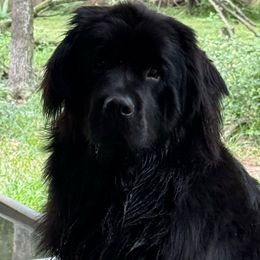 Ming-Ming - Newfoundland