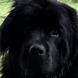 Ming-Ming - Newfoundland