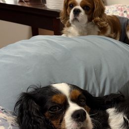 Cavalier King Charles Spaniels from MacArthur Cavi’s