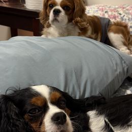 Cavalier King Charles Spaniels from MacArthur Cavi’s
