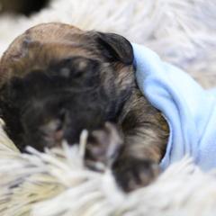 Saint Berdoodle Puppies from My-T Saint Berdoodles