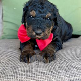 Owen - Tri-color male Bernedoodle puppy in Comanche, Texas from Central Texas Doodles, LLC.