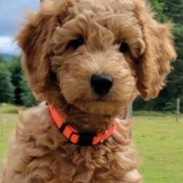 Goldendoodles and Poodles from East Valley Pups
