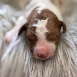 Skye - Parti female Poodle puppy in Osyka, Mississippi from Southern Sunshine Standards